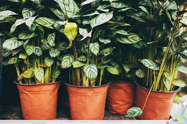 Referring Domain Velocity: The Growth Metric That Outranks Raw Count